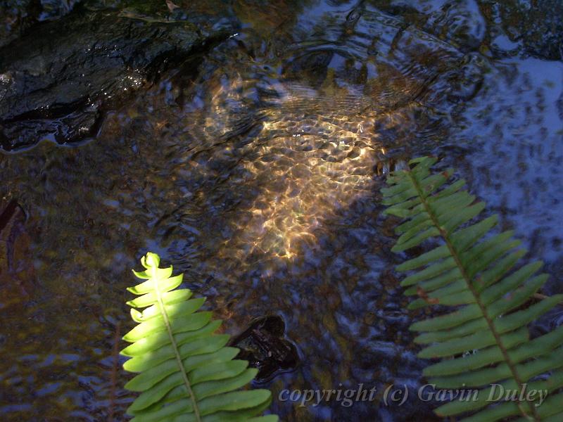 Shadows and light, water, Mt Coot-tha Botanic Gardens IMGP1770.JPG